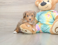 5 week old Yorkie Poo Puppy For Sale - Windy City Pups