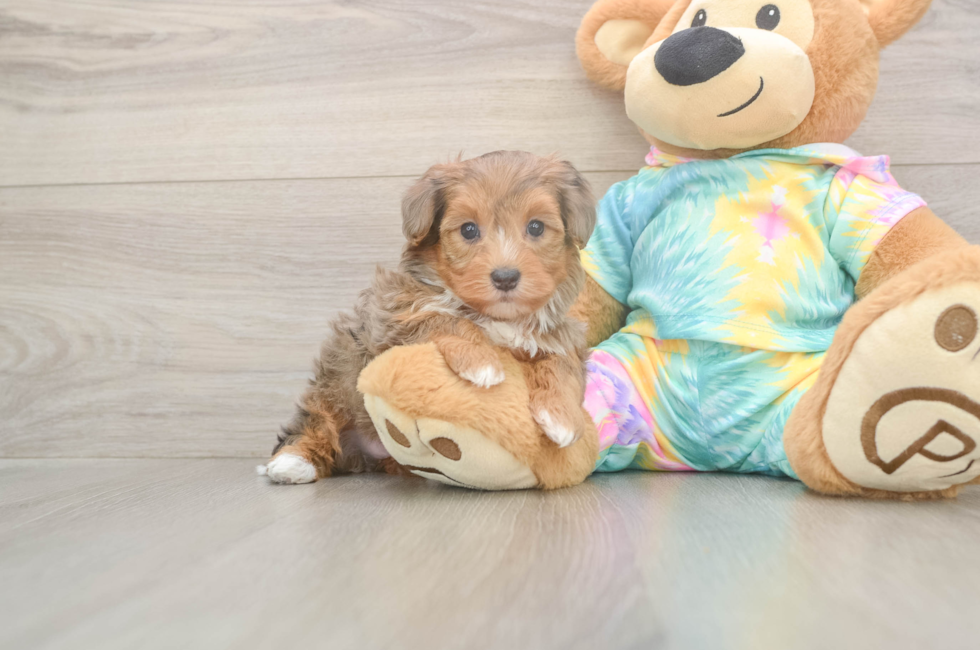 5 week old Yorkie Poo Puppy For Sale - Windy City Pups