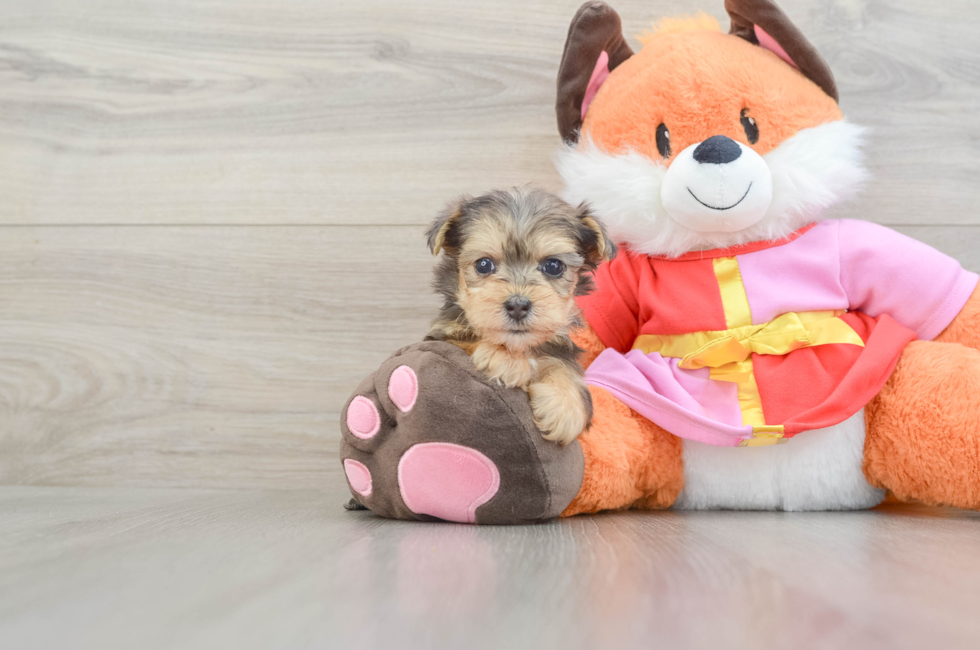 6 week old Yorkie Poo Puppy For Sale - Windy City Pups