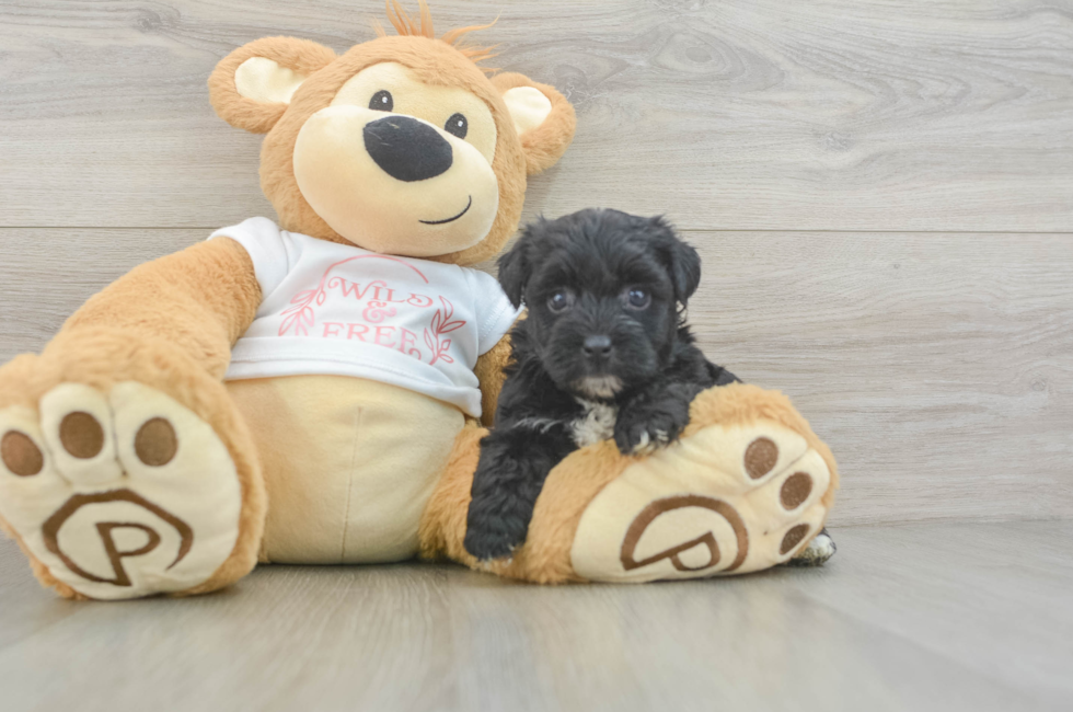 6 week old Yorkie Poo Puppy For Sale - Windy City Pups