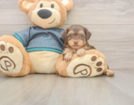 7 week old Yorkie Poo Puppy For Sale - Windy City Pups
