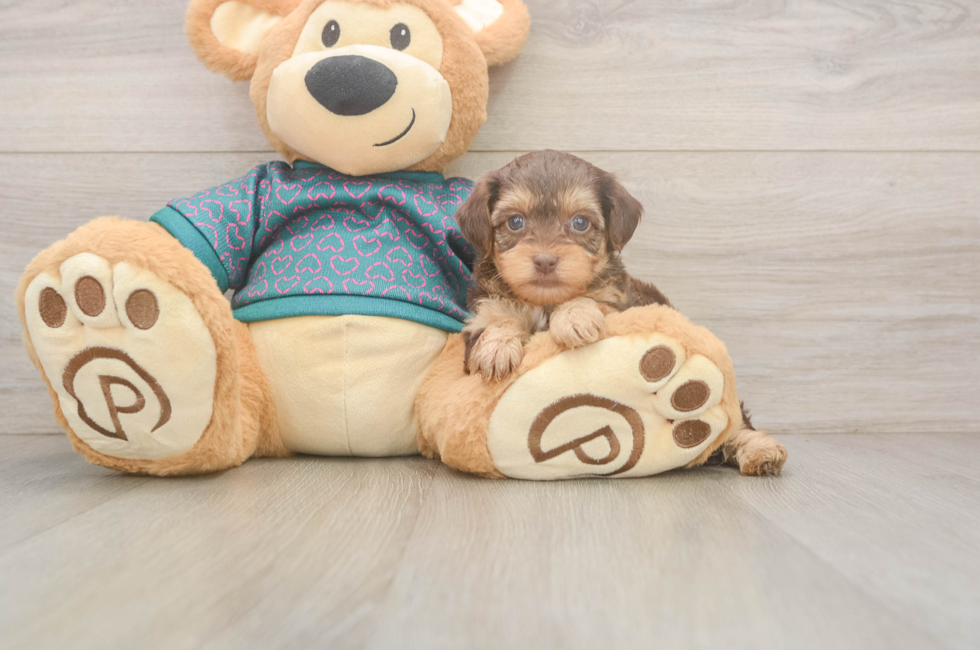 6 week old Yorkie Poo Puppy For Sale - Windy City Pups