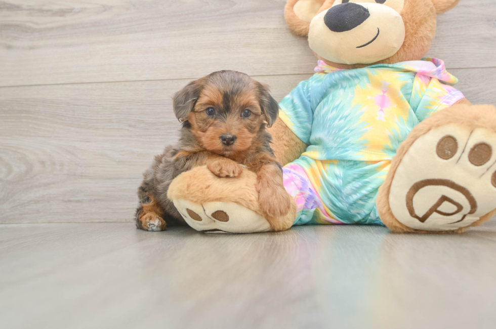 5 week old Yorkie Poo Puppy For Sale - Windy City Pups