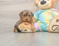 5 week old Yorkie Poo Puppy For Sale - Windy City Pups 5 week old Yorkie Poo Puppy For Sale - Windy City Pups
