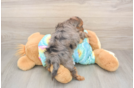 Energetic Yorkipoo Poodle Mix Puppy