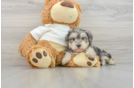 Yorkie Poo Pup Being Cute