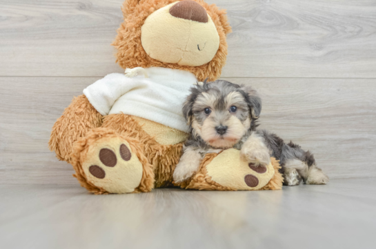 Yorkie Poo Pup Being Cute