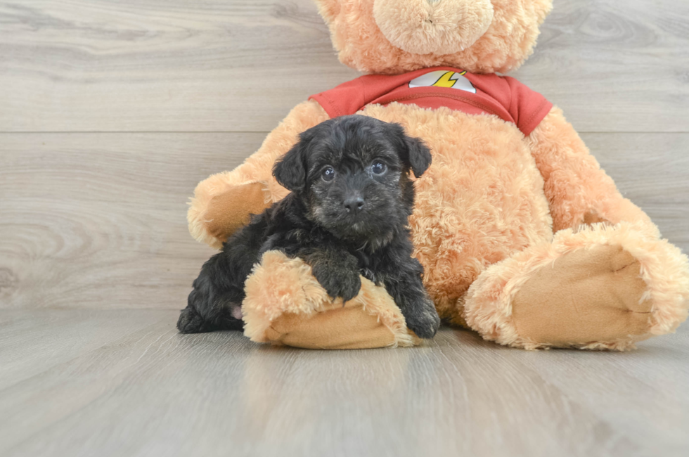 6 week old Yorkie Poo Puppy For Sale - Windy City Pups