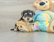 7 week old Yorkie Poo Puppy For Sale - Windy City Pups