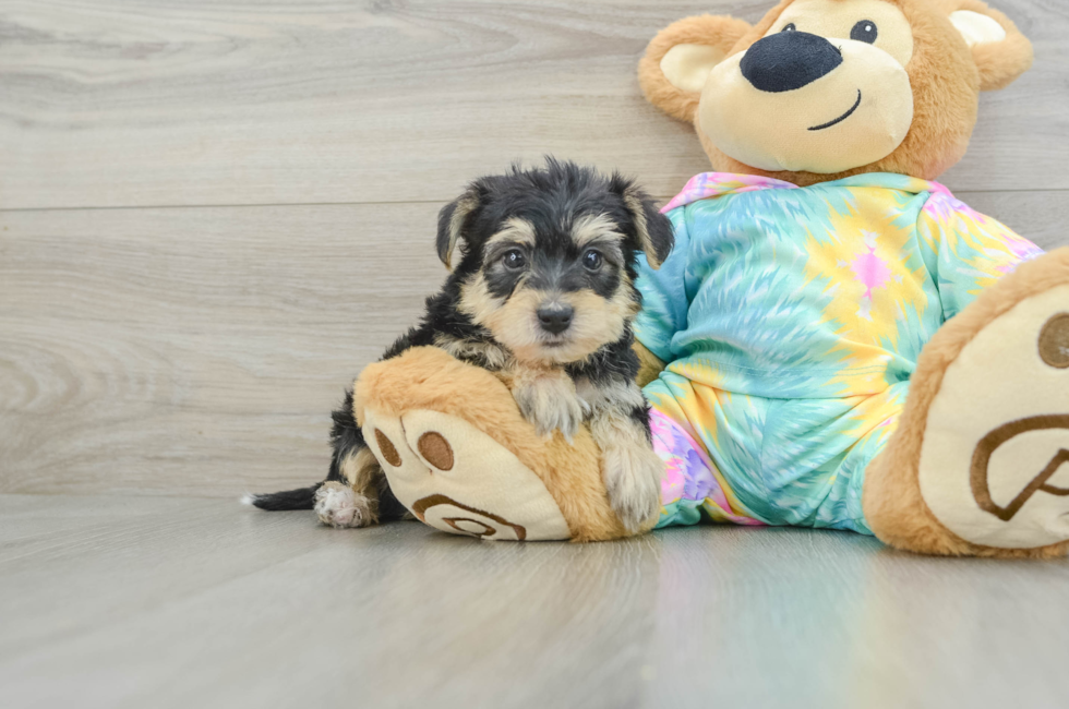 6 week old Yorkie Poo Puppy For Sale - Windy City Pups