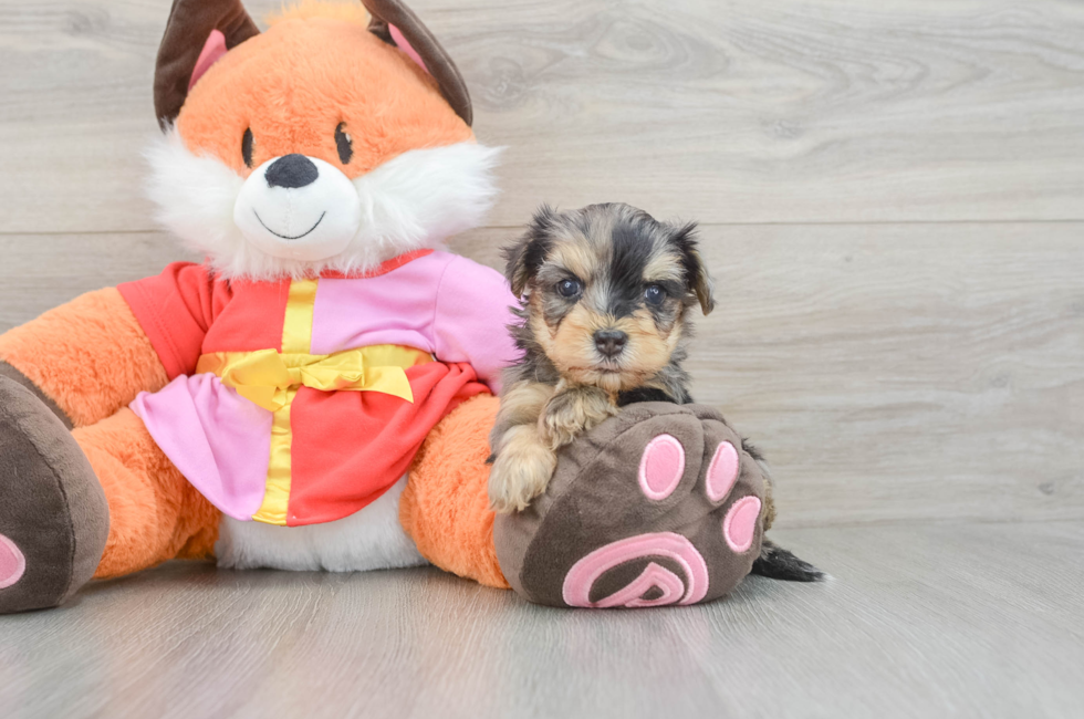 6 week old Yorkie Poo Puppy For Sale - Windy City Pups