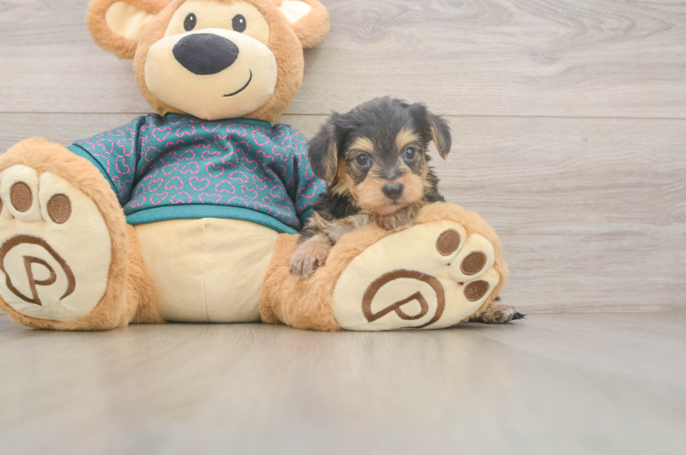 5 week old Yorkie Poo Puppy For Sale - Windy City Pups