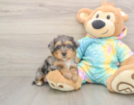 8 week old Yorkie Poo Puppy For Sale - Windy City Pups