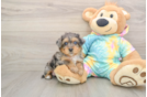 Happy Yorkie Poo Baby