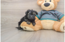 Happy Yorkie Poo Baby