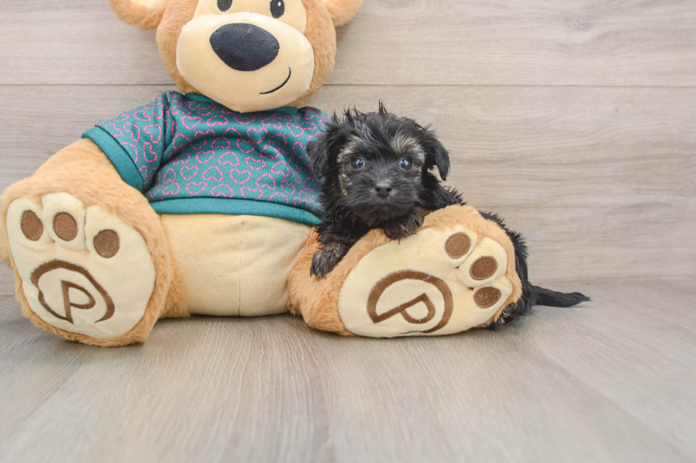 Yorkie Poo Puppy for Adoption