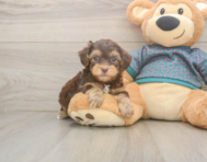 7 week old Yorkie Poo Puppy For Sale - Windy City Pups