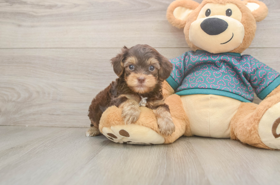 6 week old Yorkie Poo Puppy For Sale - Windy City Pups