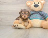 7 week old Yorkie Poo Puppy For Sale - Windy City Pups