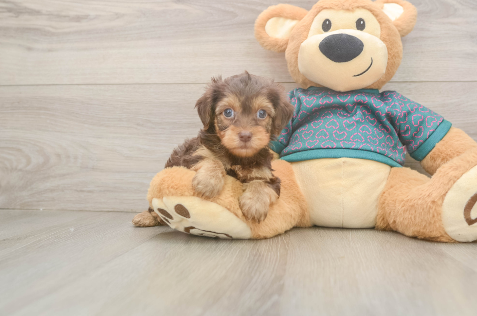 6 week old Yorkie Poo Puppy For Sale - Windy City Pups