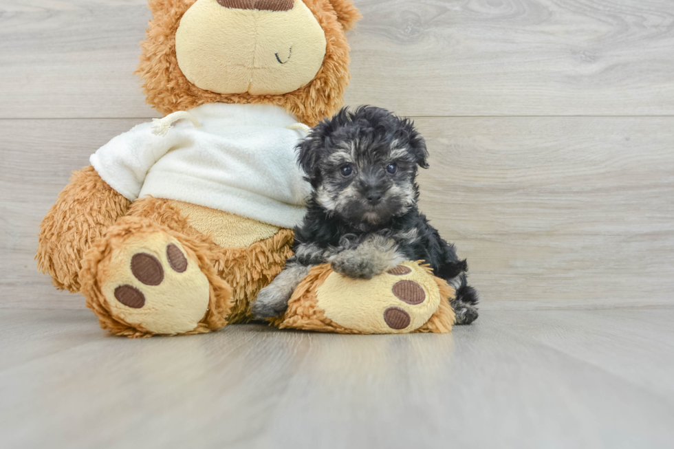 Happy Yorkie Poo Baby