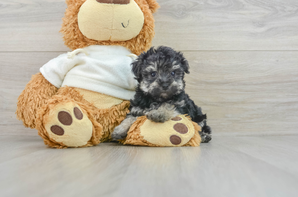 6 week old Yorkie Poo Puppy For Sale - Windy City Pups