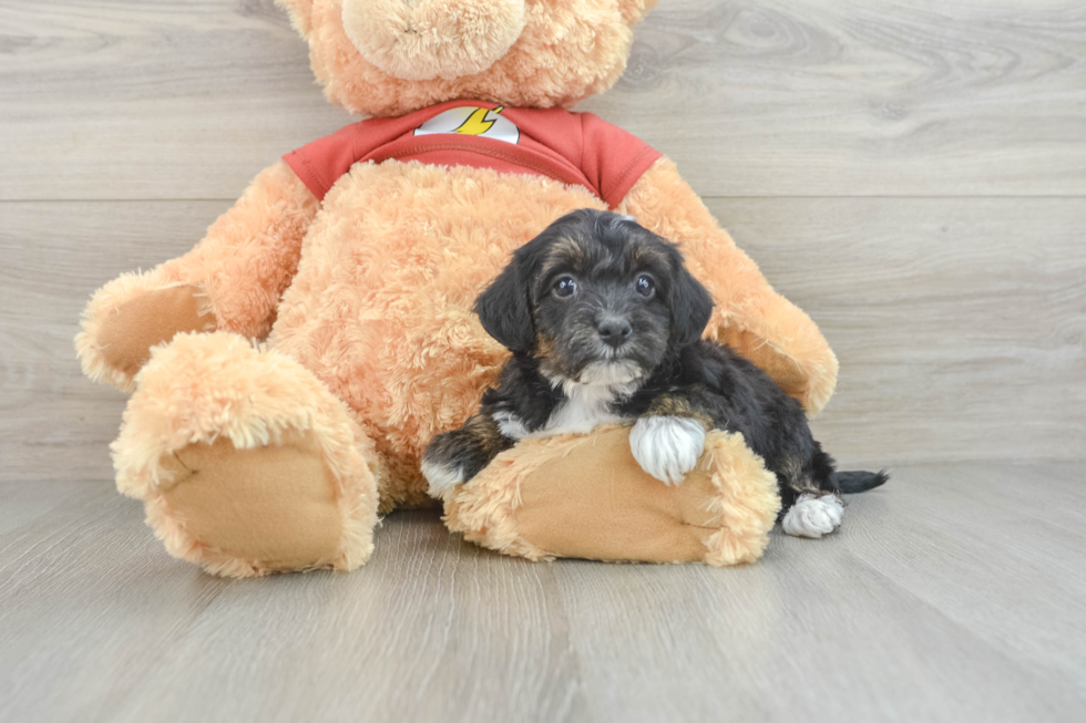 Hypoallergenic Yorkie Doodle Poodle Mix Puppy