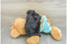 Fluffy Yorkie Poo Poodle Mix Pup