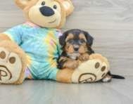 7 week old Yorkie Poo Puppy For Sale - Windy City Pups