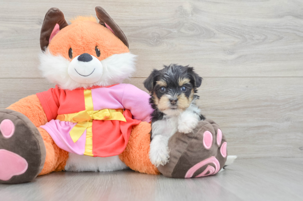 6 week old Yorkie Poo Puppy For Sale - Windy City Pups