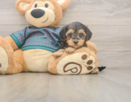 8 week old Yorkie Poo Puppy For Sale - Windy City Pups