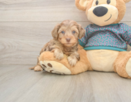7 week old Yorkie Poo Puppy For Sale - Windy City Pups