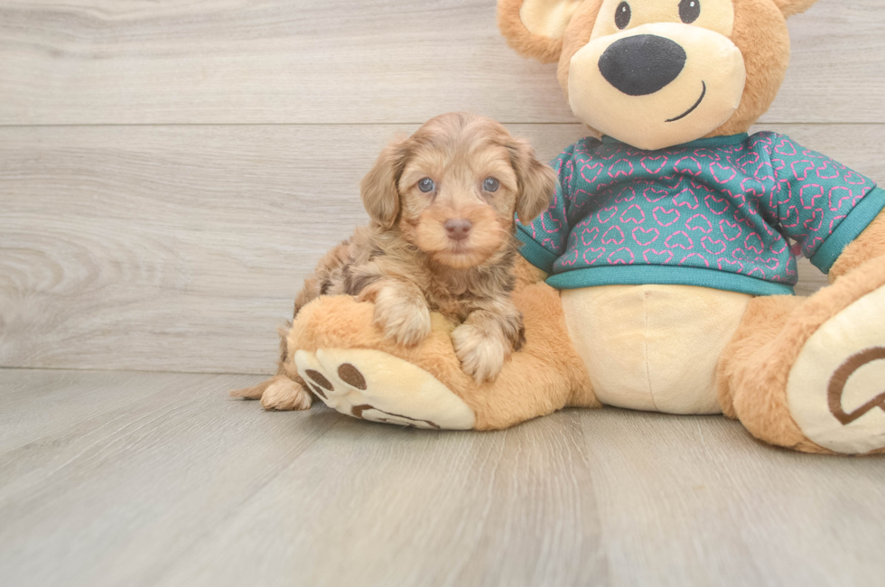6 week old Yorkie Poo Puppy For Sale - Windy City Pups