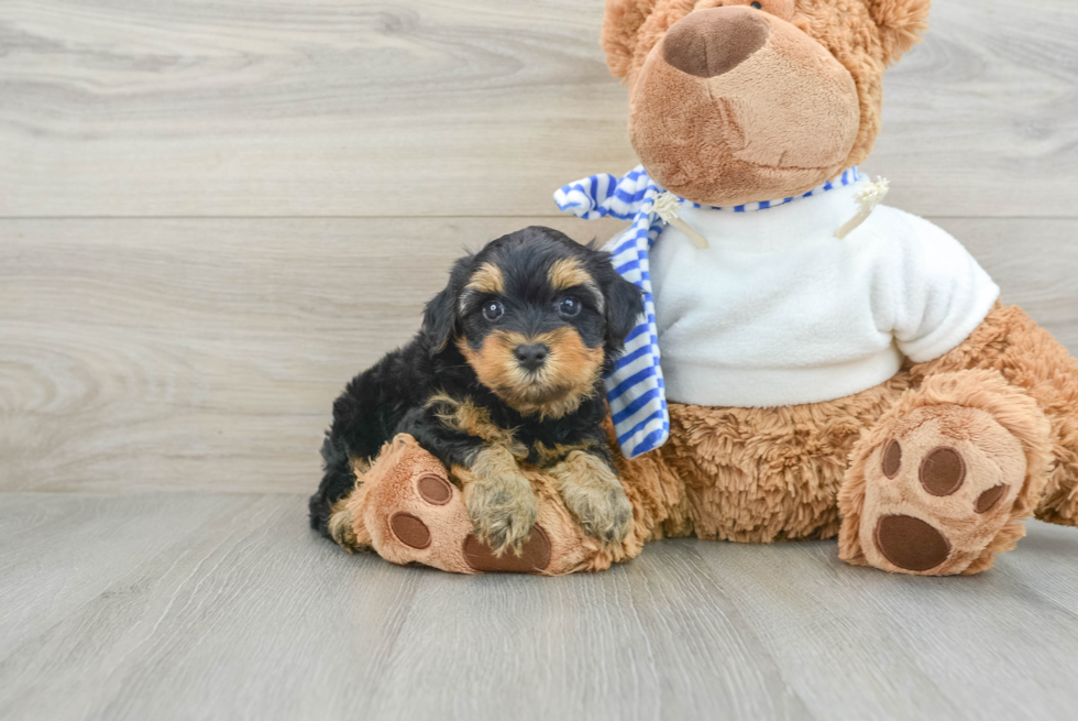 Yorkie Poo Pup Being Cute