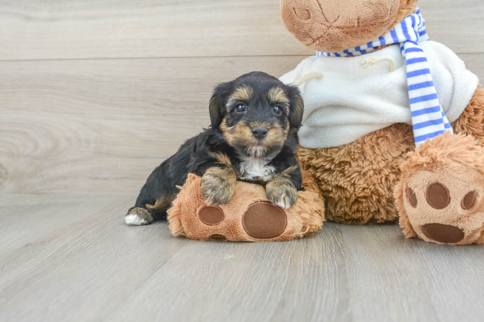 Little Yorkie Poodle Mix Poodle Mix Puppy