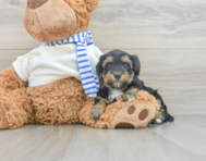 7 week old Yorkie Poo Puppy For Sale - Windy City Pups