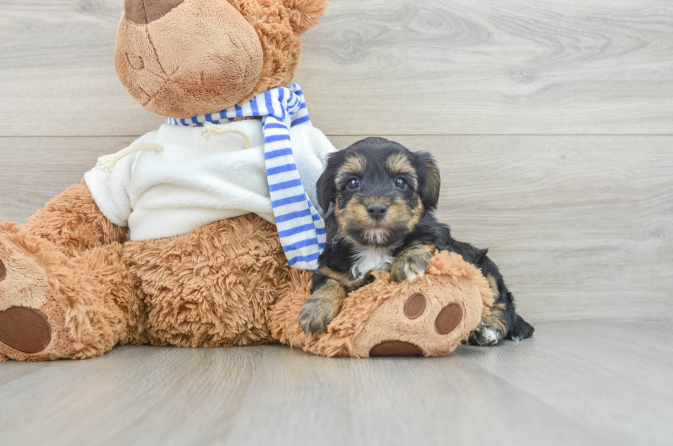 7 week old Yorkie Poo Puppy For Sale - Windy City Pups