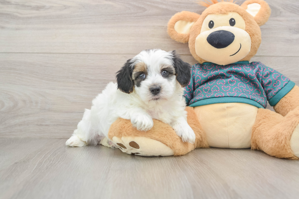 Playful Yo Yo Poo Poodle Mix Puppy