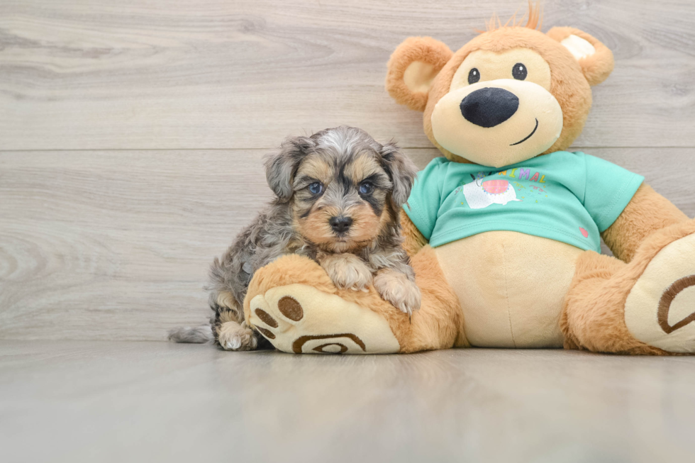 Yorkie Poo Puppy for Adoption