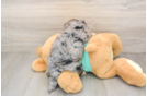 Yorkie Poo Puppy for Adoption