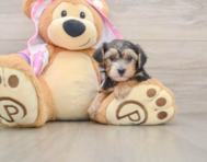 6 week old Yorkie Poo Puppy For Sale - Windy City Pups