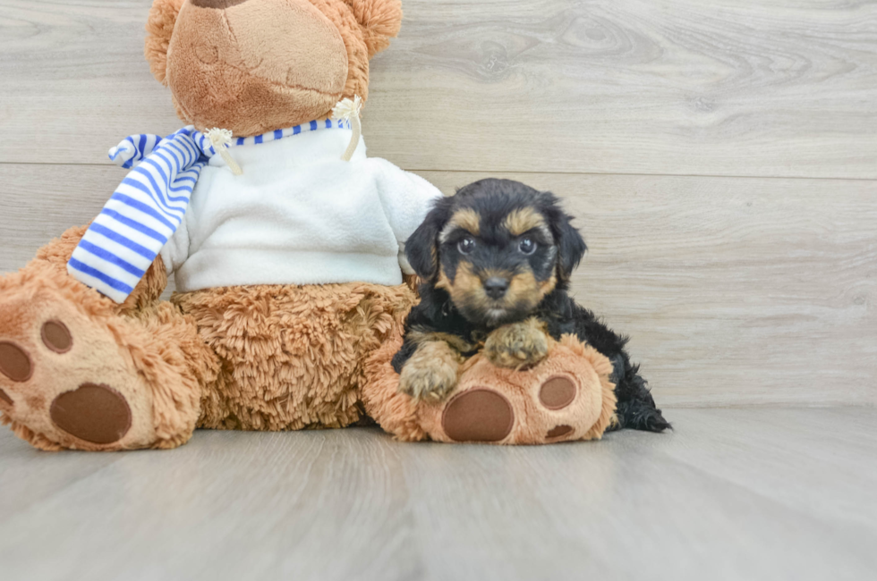 7 week old Yorkie Poo Puppy For Sale - Windy City Pups
