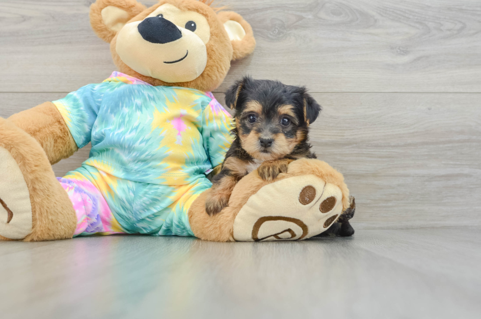 6 week old Yorkie Poo Puppy For Sale - Windy City Pups