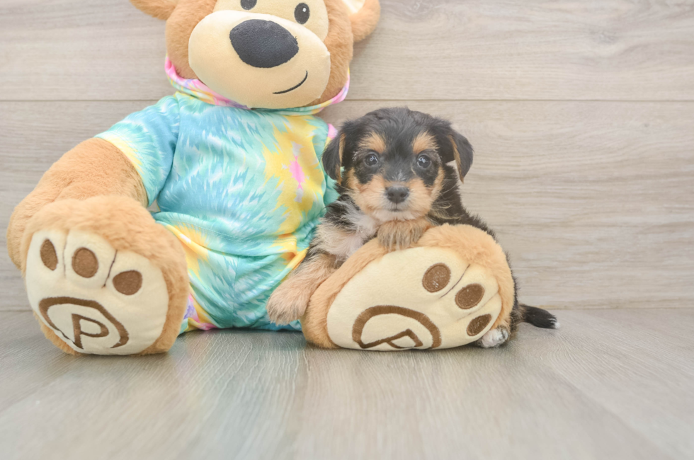 5 week old Yorkie Poo Puppy For Sale - Windy City Pups
