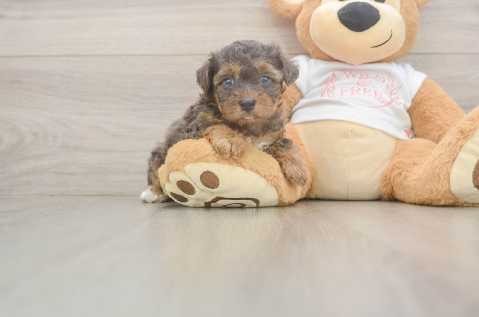 6 week old Yorkie Poo Puppy For Sale - Windy City Pups