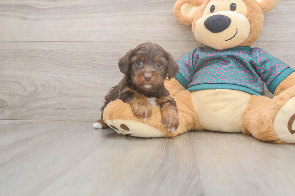 5 week old Yorkie Poo Puppy For Sale - Windy City Pups