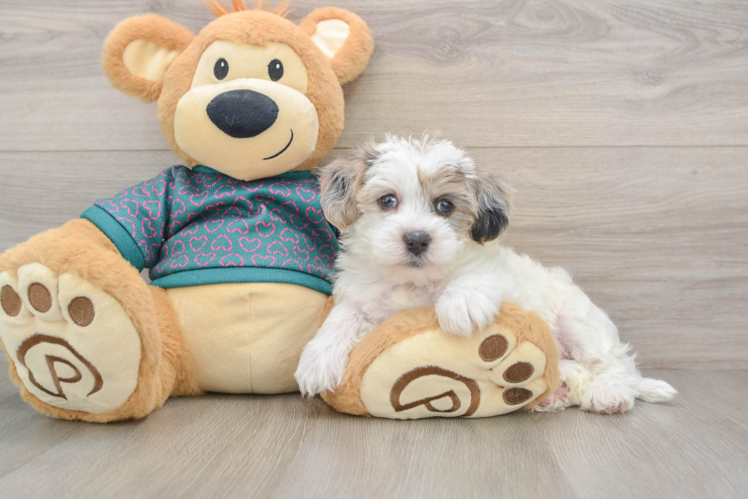 Petite Yorkie Poo Poodle Mix Pup