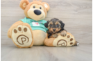 Yorkie Poo Pup Being Cute