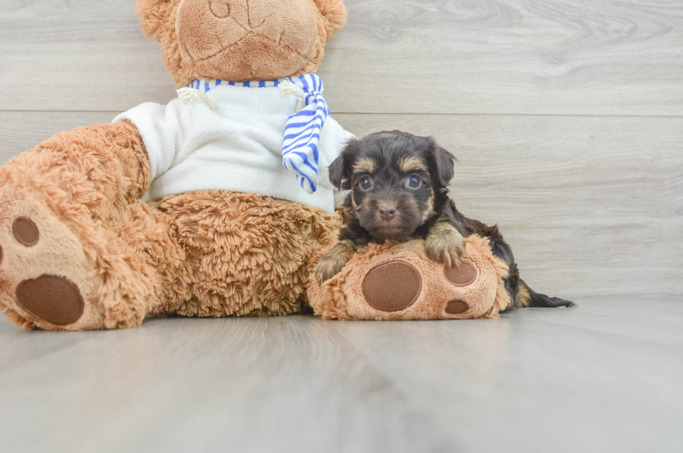 7 week old Yorkie Poo Puppy For Sale - Windy City Pups