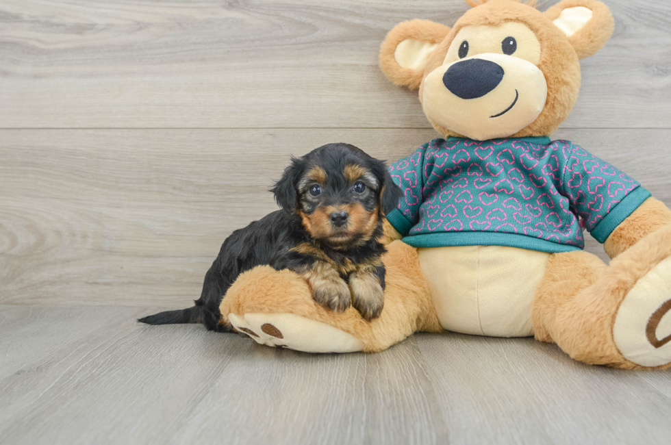 5 week old Yorkie Poo Puppy For Sale - Windy City Pups